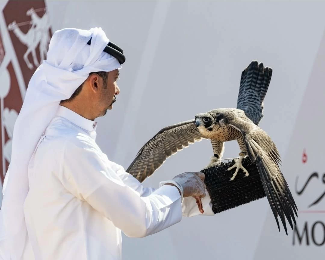 الصقار البحريني أحمد عبدالوهاب الهاجري يتوج بكأس محمد بن راشد لسباقات الصقور