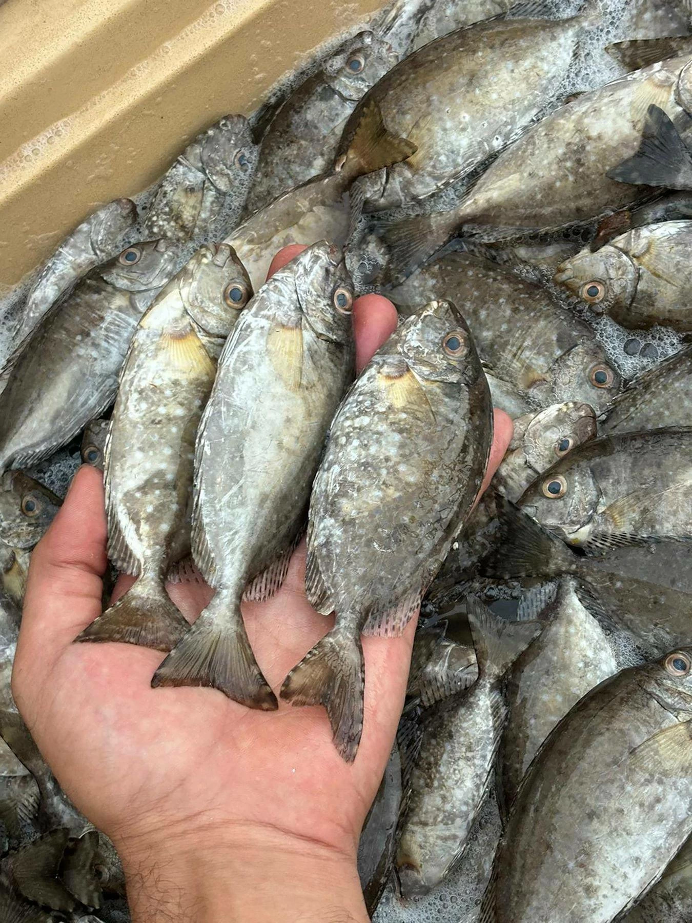 الحكومة: لا أسباب لتعويض الصيادين عن فترة حظر الصافي والشعري والعندق 