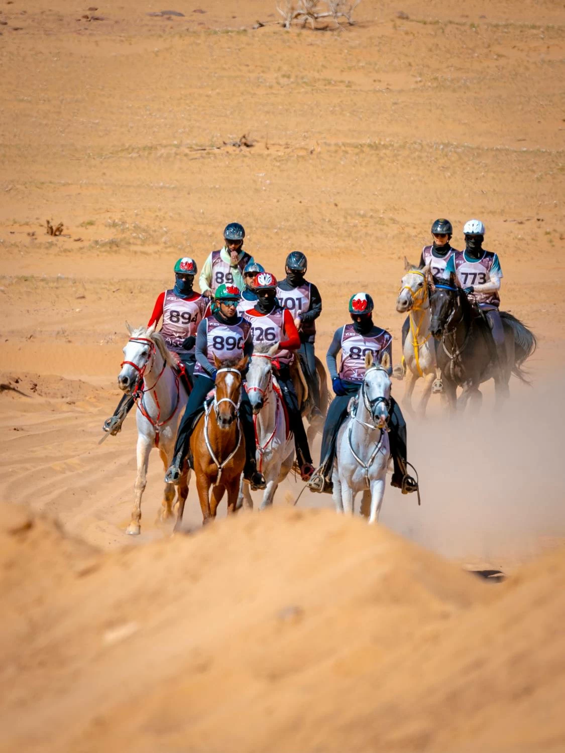 مستويات جيدة لفرسان الفريق الملكي في بطولة كأس الفرسان 2026 للقدرة بمحافظة العُلا