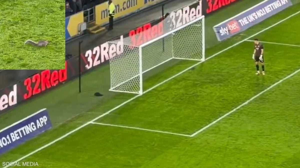 فيديو لسنجاب يتسبب بتوقف مباراة كرة قدم مرتين في إنجلترا