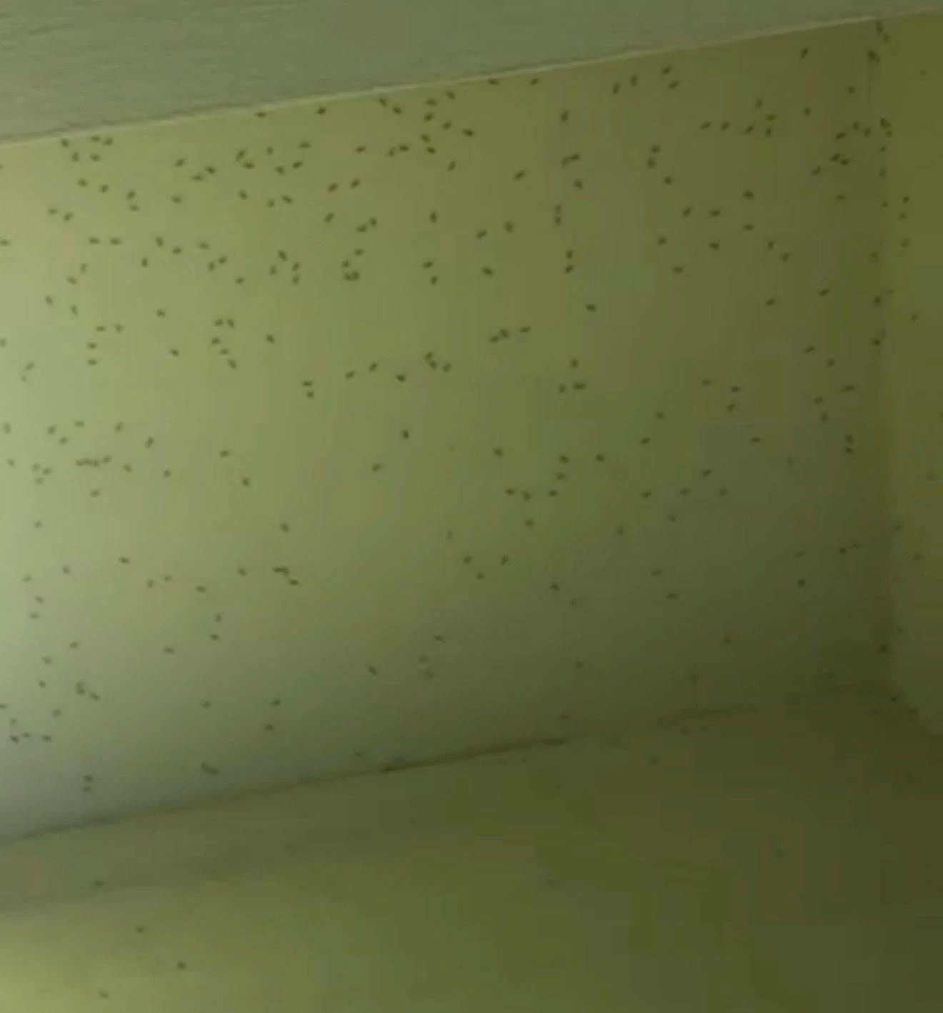 معاناة مستمرة في &laquo;دانات اللوزي&raquo; بسبب &laquo;الهاموش&raquo; ومطالبات بحل جذري