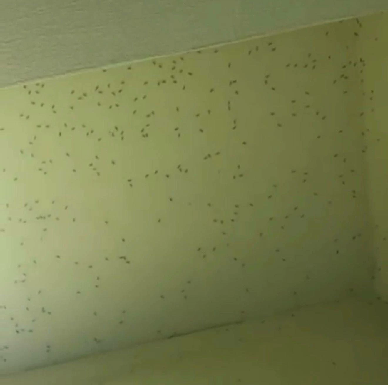 معاناة مستمرة في &laquo;دانات اللوزي&raquo; بسبب &laquo;الهاموش&raquo; ومطالبات بحل جذري