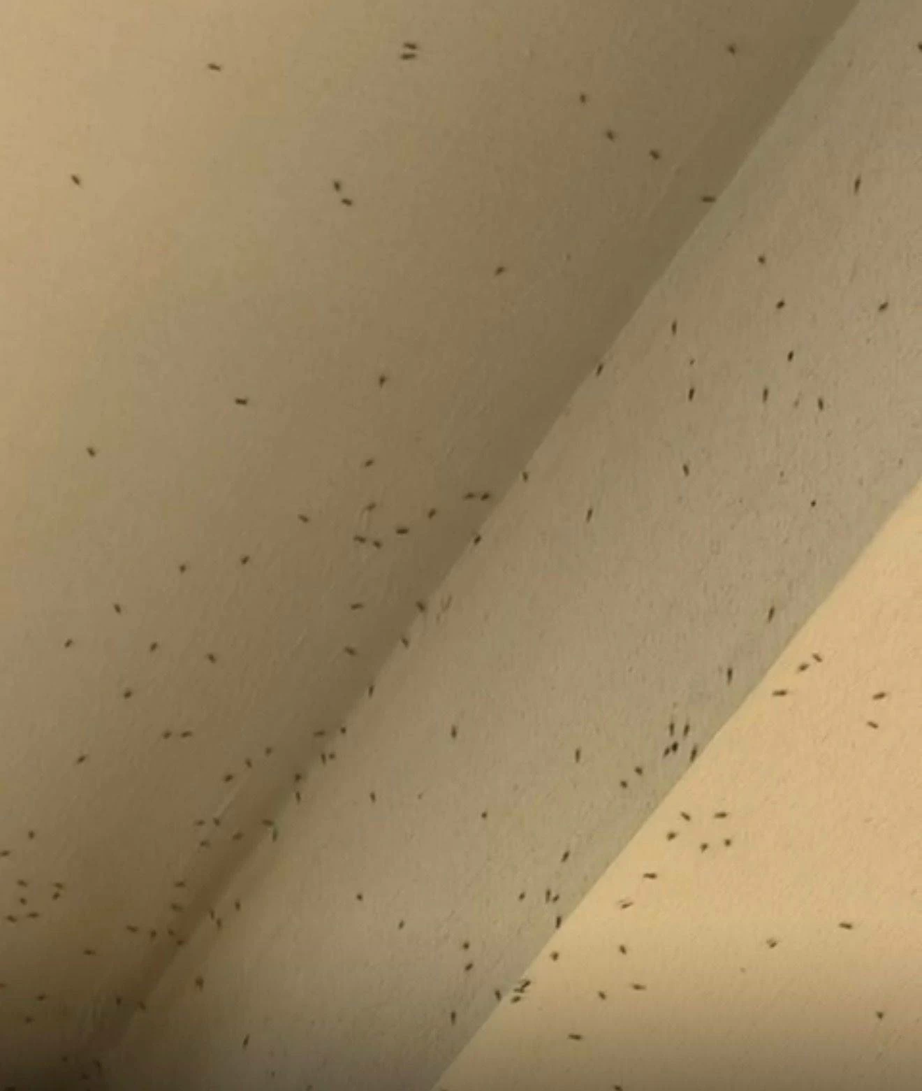 معاناة مستمرة في &laquo;دانات اللوزي&raquo; بسبب &laquo;الهاموش&raquo; ومطالبات بحل جذري