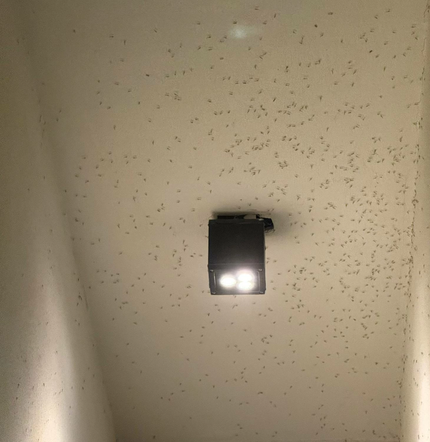 معاناة مستمرة في &laquo;دانات اللوزي&raquo; بسبب &laquo;الهاموش&raquo; ومطالبات بحل جذري