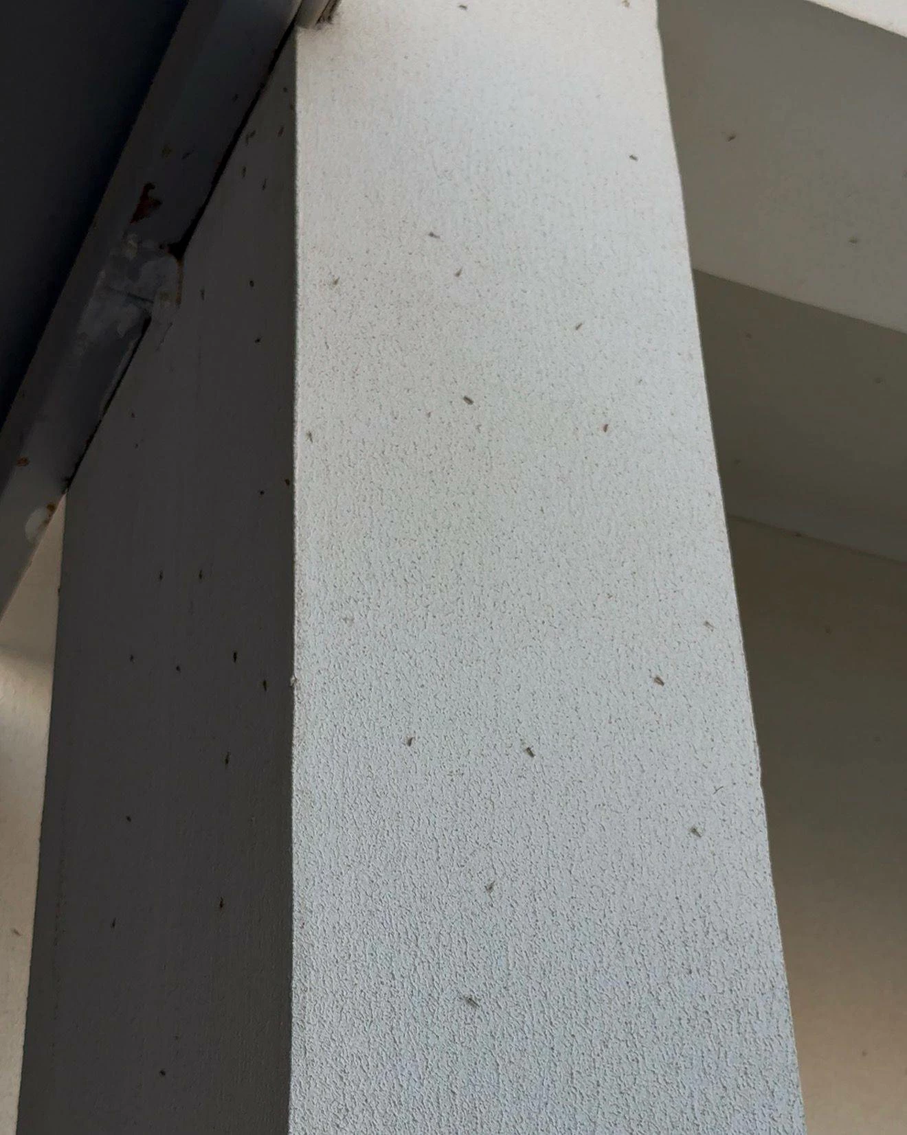 معاناة مستمرة في &laquo;دانات اللوزي&raquo; بسبب &laquo;الهاموش&raquo; ومطالبات بحل جذري