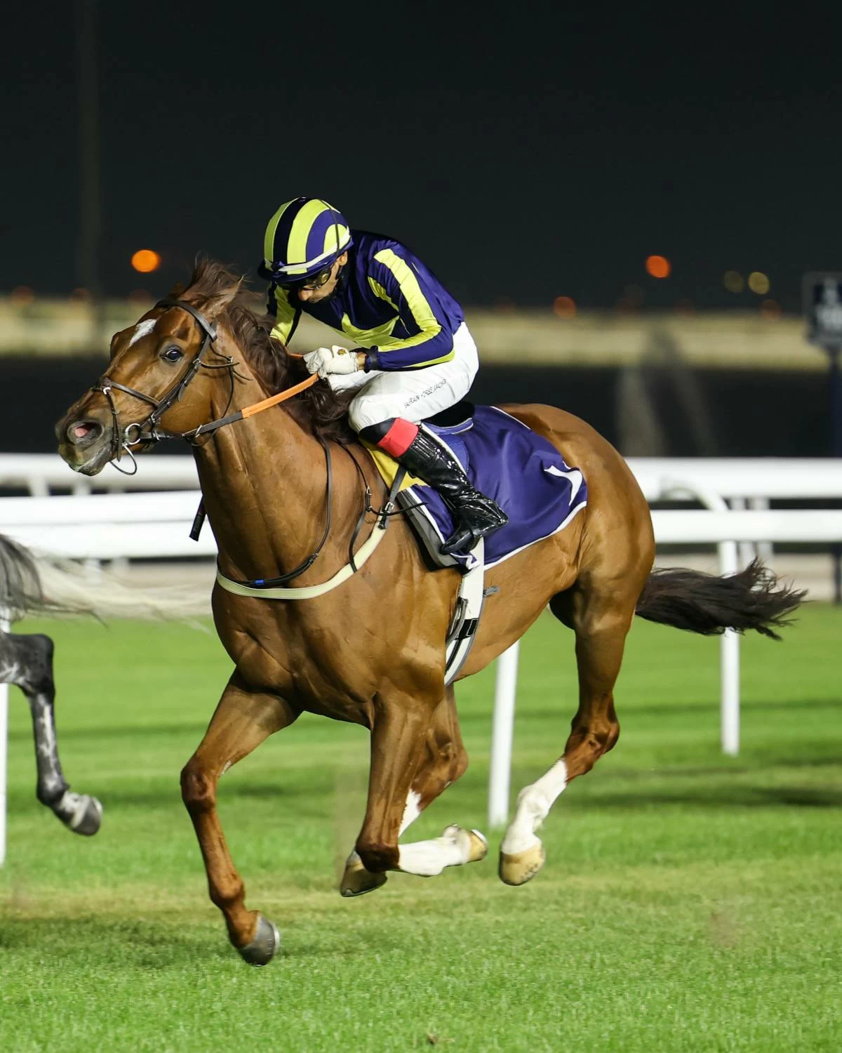 خمس مشاركات للجياد البحرينية في كأس السعودية ضمن أكبر سباقات الخيل العالمية