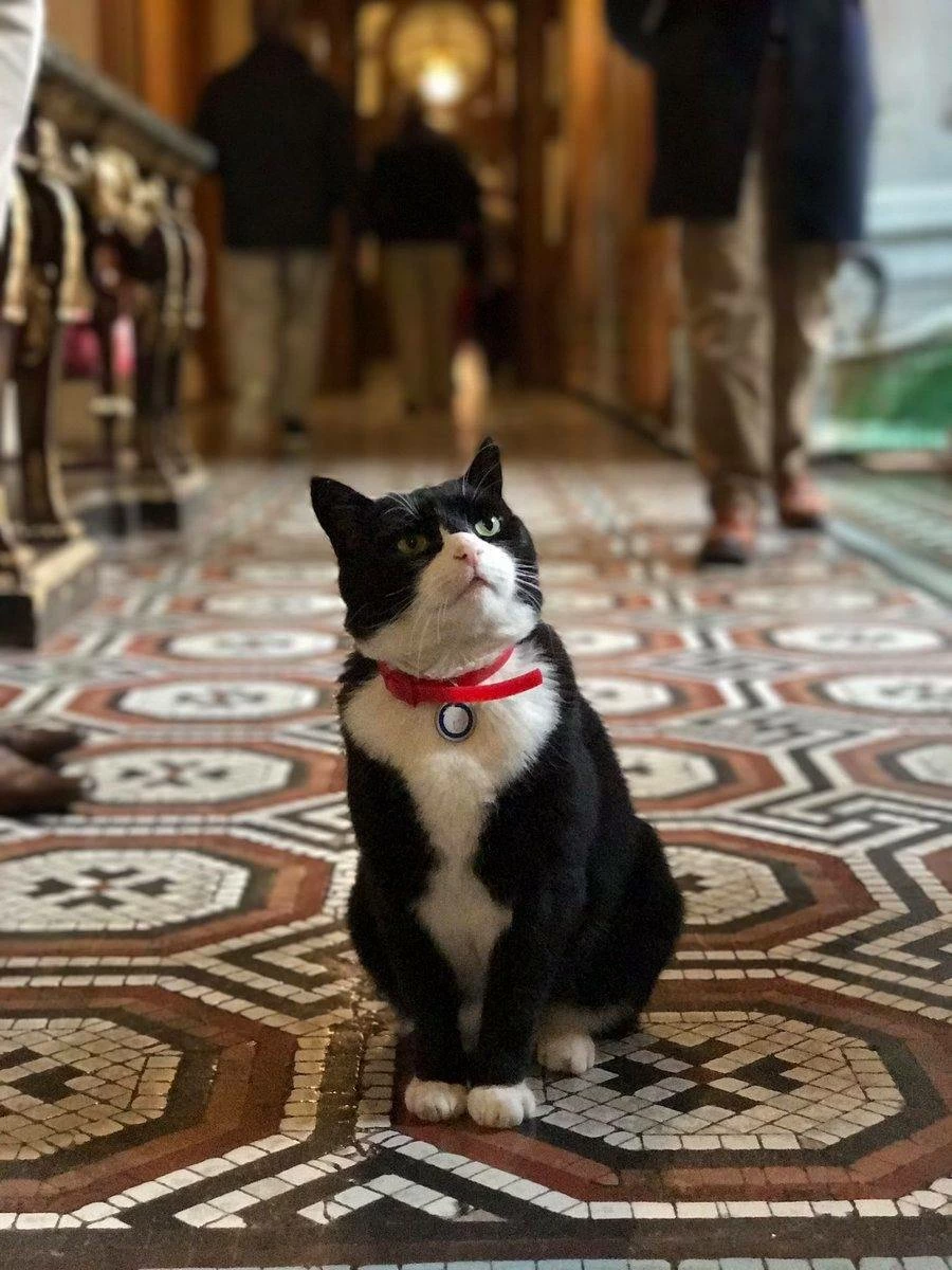 وفاة القط &laquo;بالمرستون&raquo; كبير صائدي الفئران السابق في &laquo;الخارجية البريطانية&raquo;