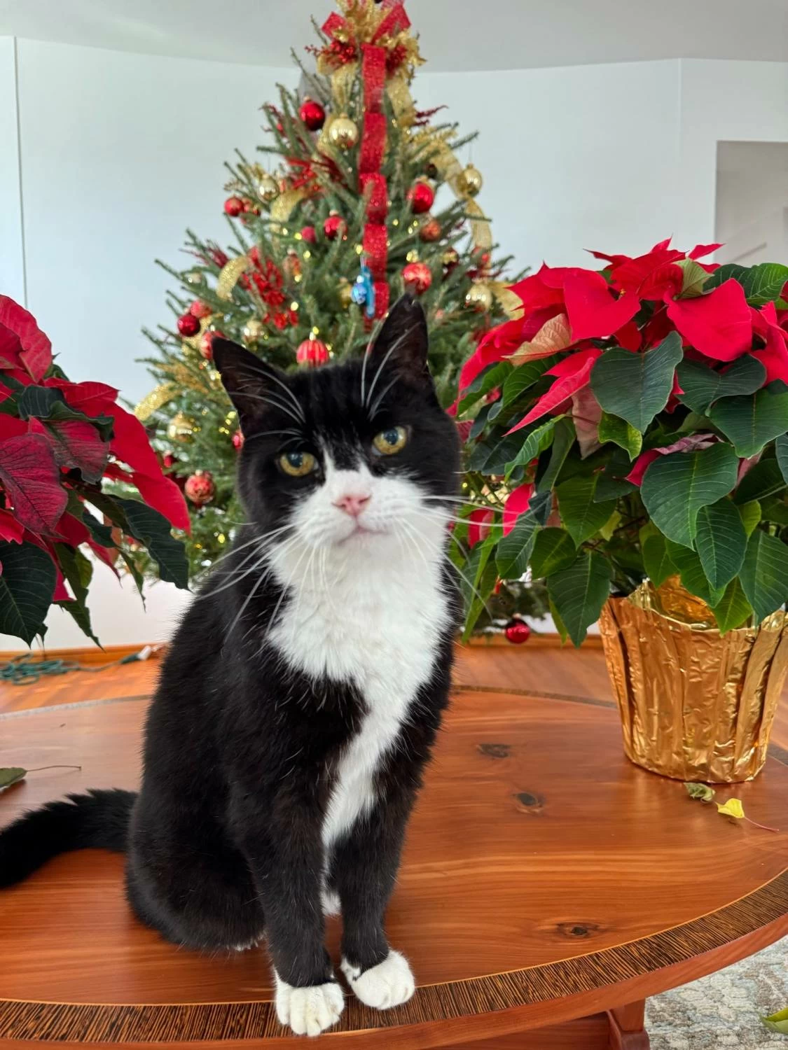 وفاة القط &laquo;بالمرستون&raquo; كبير صائدي الفئران السابق في &laquo;الخارجية البريطانية&raquo;