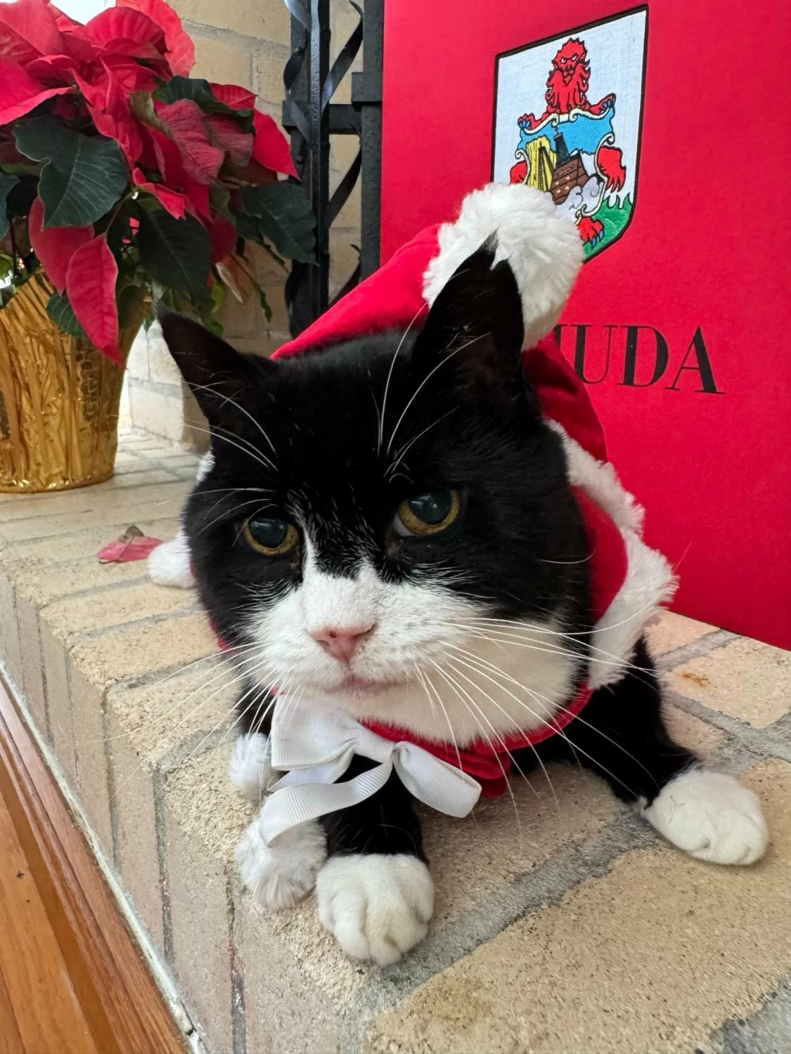 وفاة القط &laquo;بالمرستون&raquo; كبير صائدي الفئران السابق في &laquo;الخارجية البريطانية&raquo;