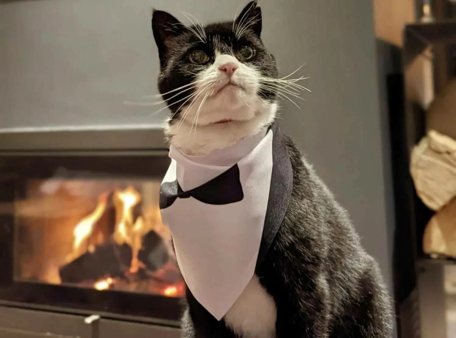 وفاة القط &laquo;بالمرستون&raquo; كبير صائدي الفئران السابق في &laquo;الخارجية البريطانية&raquo;