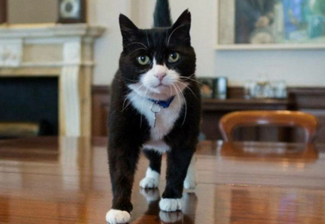 وفاة القط &laquo;بالمرستون&raquo; كبير صائدي الفئران السابق في &laquo;الخارجية البريطانية&raquo;