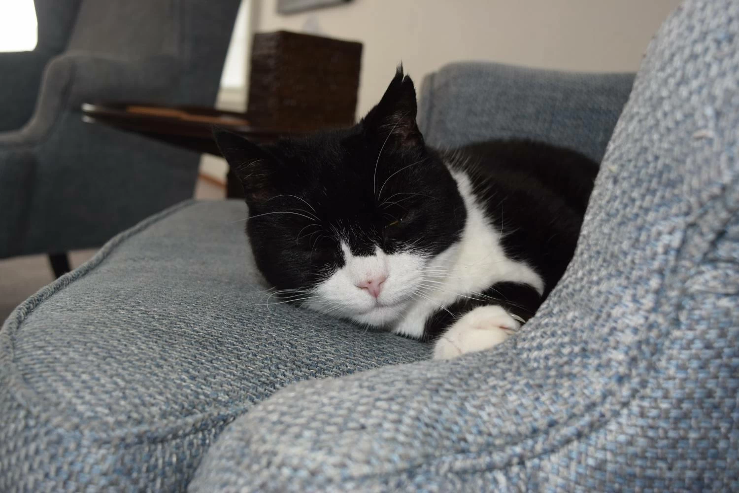 وفاة القط &laquo;بالمرستون&raquo; كبير صائدي الفئران السابق في &laquo;الخارجية البريطانية&raquo;