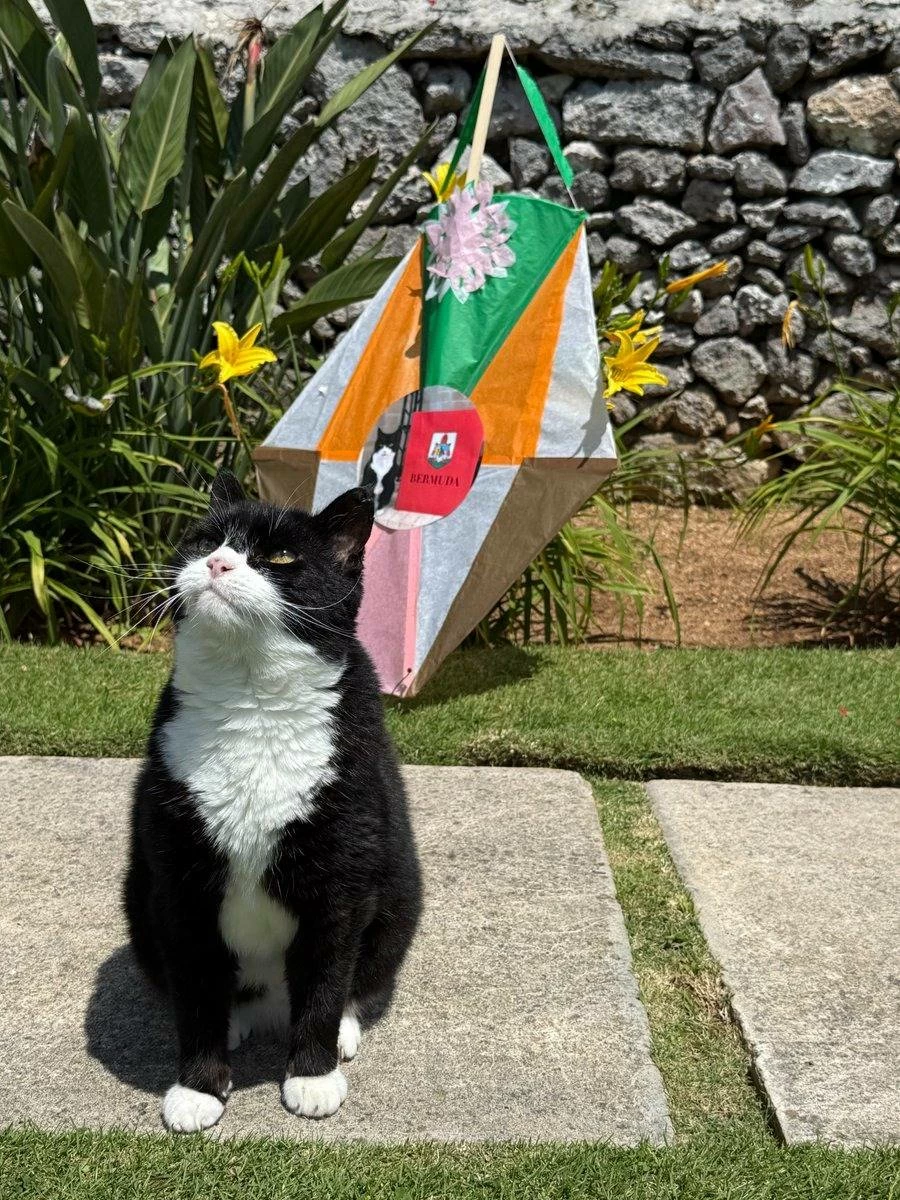 وفاة القط &laquo;بالمرستون&raquo; كبير صائدي الفئران السابق في &laquo;الخارجية البريطانية&raquo;