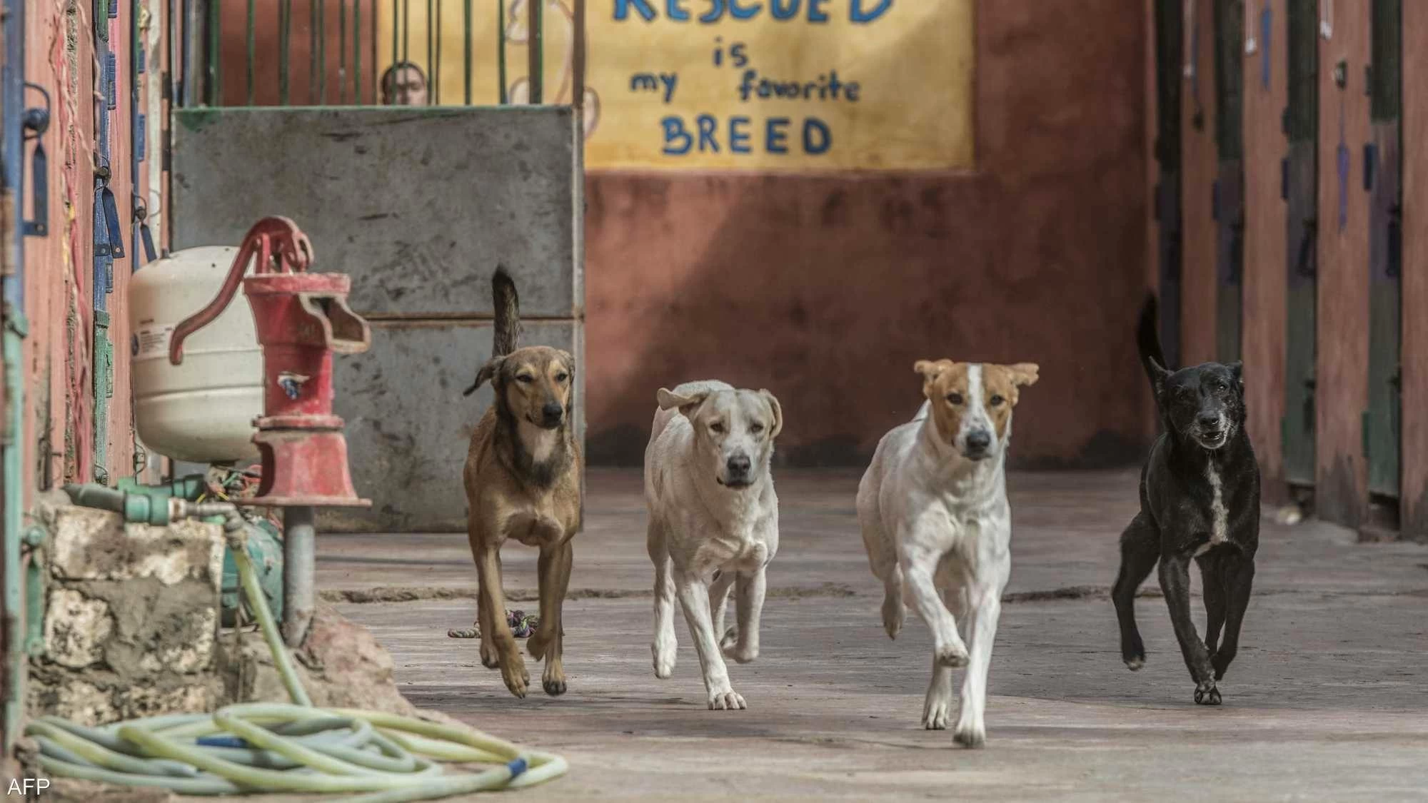 لمكافحة مرض خطير.. مصر تحصن 11 ألف كلب