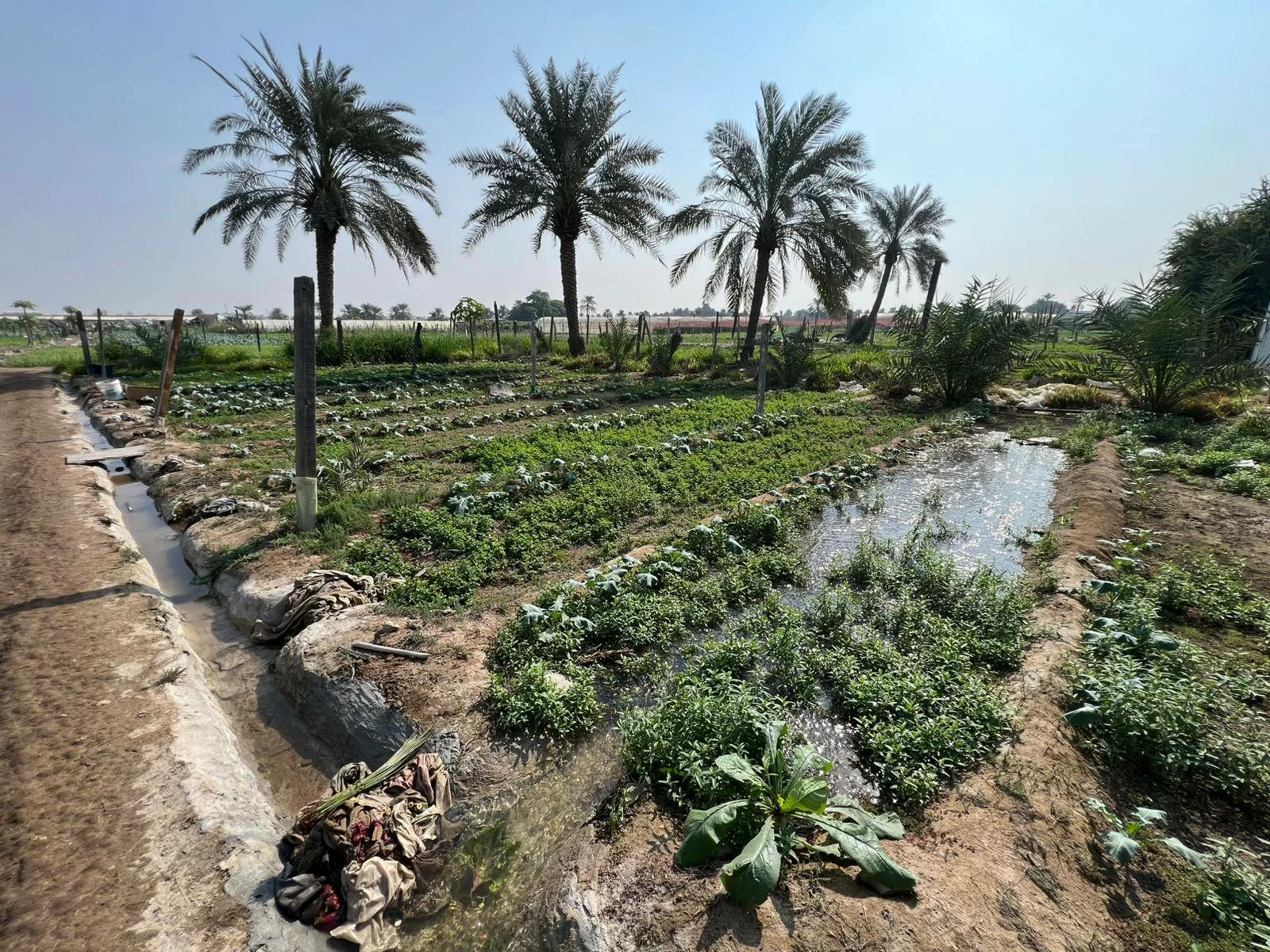 تكريم أربع قرى بحرينية ضمن مبادرة رئيس منظمة الأغذية والزراعة للأمم المتحدة لتكريم القرى الزراعية