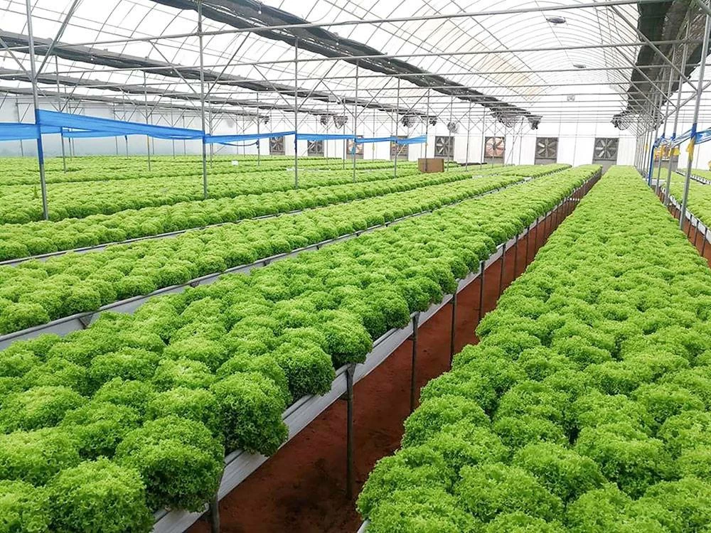 سوق الزراعة في البحرين بين الاستدامة وتعظيم القيمة.. نمو متدرّج حتى 2031