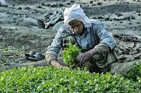 سوق الزراعة في البحرين بين الاستدامة وتعظيم القيمة.. نمو متدرّج حتى 2031