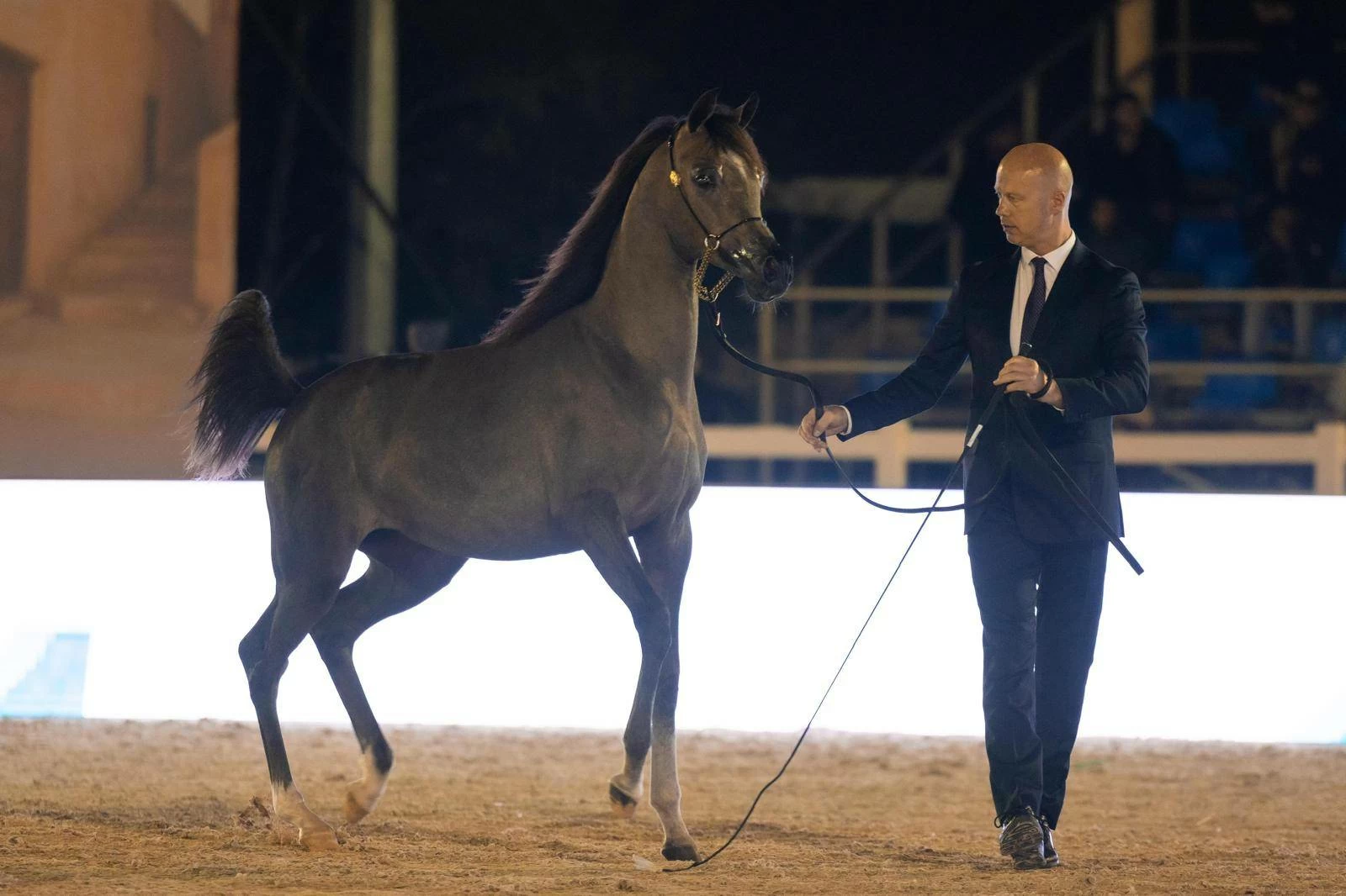 الاتحاد الملكي يستعد لتنظيم بطولة كأس الإمارات العالمي لجمال الخيل العربية