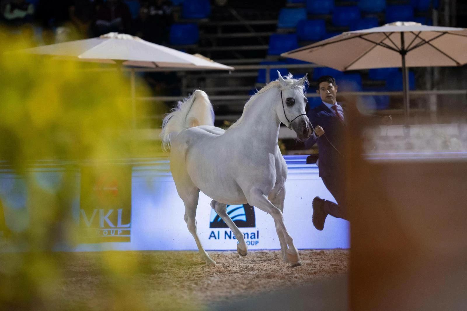 الاتحاد الملكي يستعد لتنظيم بطولة كأس الإمارات العالمي لجمال الخيل العربية