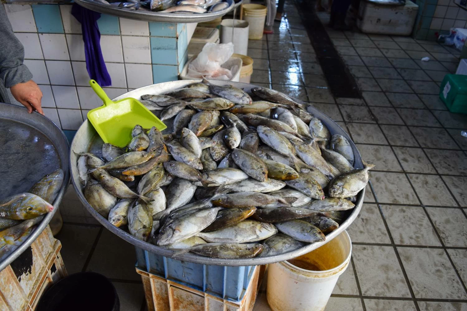 دول مجلس التعاون تسجل أداء متقدما بقطاعات الزراعة والثروة الحيوانية والسمكية خلال 2024