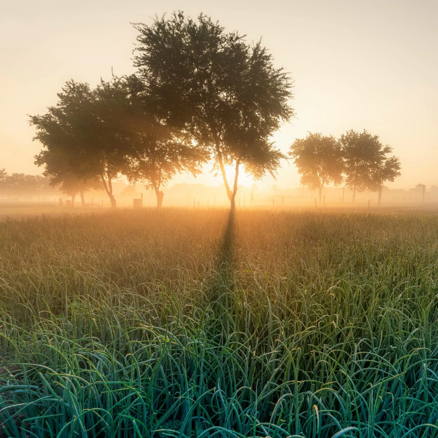 البحرين – طقس معتدل مع بعض السحب اليوم في البحرين