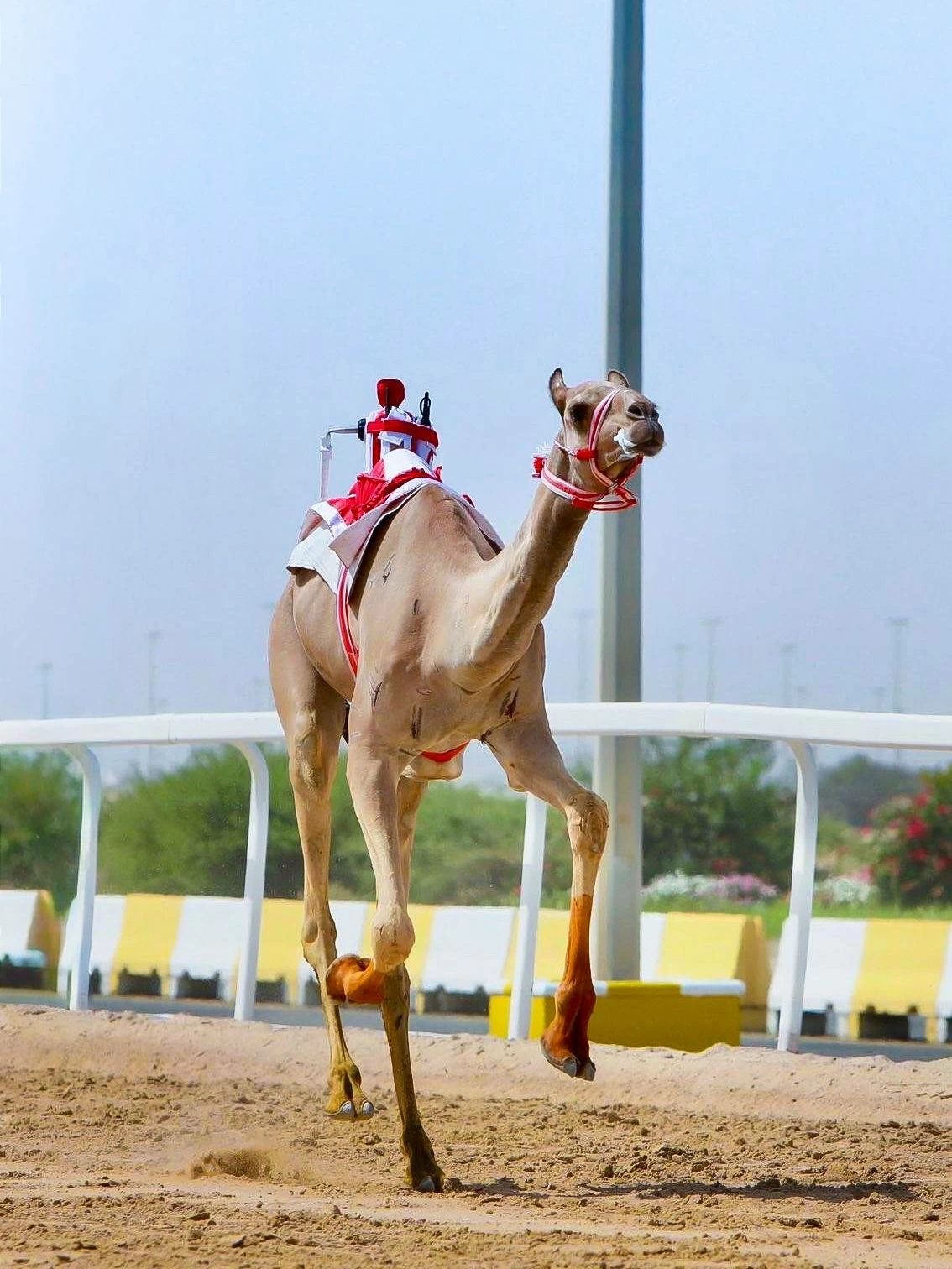 quot;ترومquot; تحقق المركز الأول في مهرجان أمير دولة قطر لسباقات الهجن 