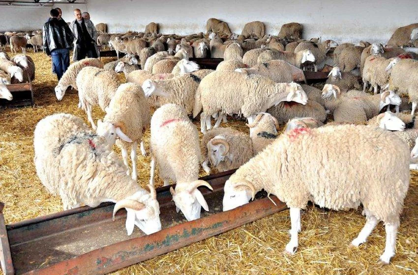 البحرين – تجار: تباين أسعار الأضاحي وزيادة الطلب على الأغنام الصومالية