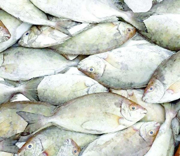 البحرين – الصافي والشعري والعندق يعودون إلى الأسواق بعد انتهاء الحظر الموسمي البحرين – الصافي والشعري والعندق يعودون إلى الأسواق بعد انتهاء الحظر الموسمي