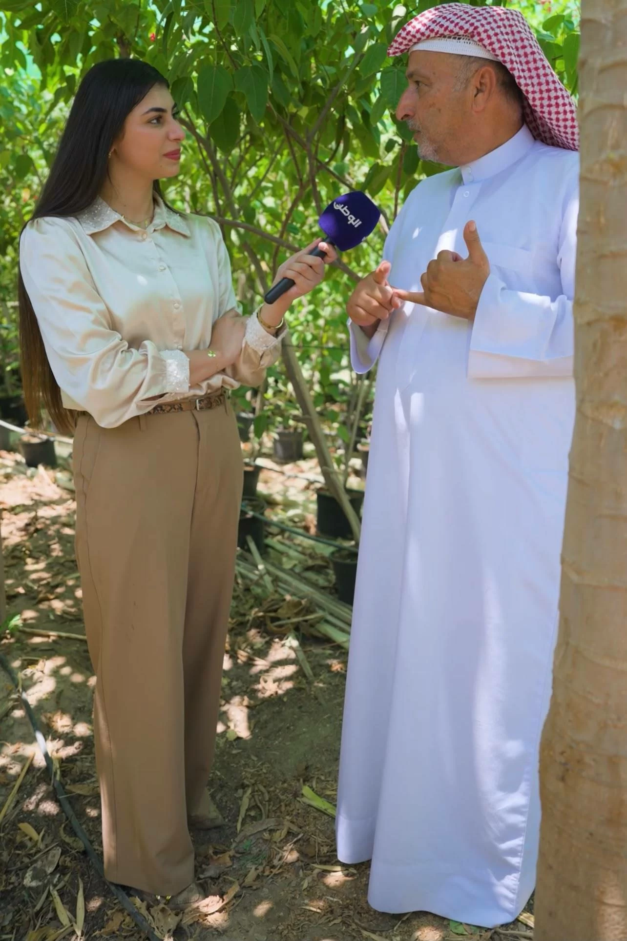 البحرين – تثمر البابايا ثمارًا وفيرة في المزارع البحرينية